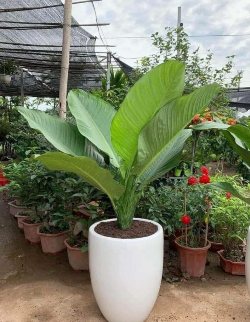 TOP 10 MẪU CHẬU CÂY TẶNG KHAI TRƯƠNG CHO ĐỐI TÁC – SANG TRỌNG & MAY MẮN Cây xanh phong thuỷ Dịch vụ cây xanh Hướng dẫn chăm sóc cây Khu vực giao cây xanh Loài cây Loài hoa Vựa cây cảnh  