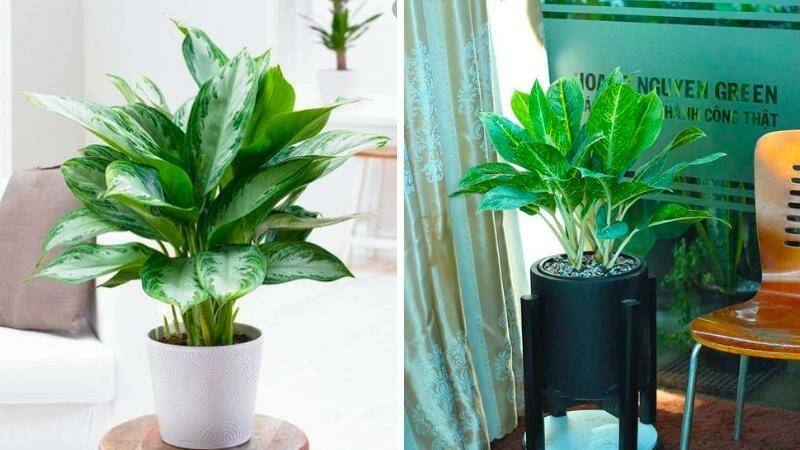 Top 10 loại cây phong thủy hợp với người mệnh Kim Cây xanh phong thuỷ Chăm sóc sen đá Dịch vụ cây xanh Hướng dẫn chăm sóc cây Khu vực giao cây xanh Kỹ thuật trồng cây Loài cây Loài hoa Thiết kế sân vườn Vựa cây cảnh  