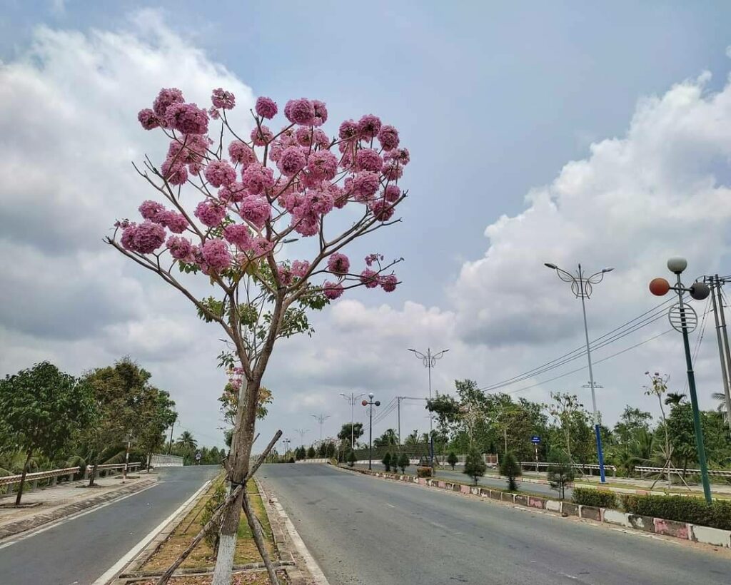 Dịch Vụ Cung Cấp Cây Xanh Công Trình Tại TPHCM: Giải Pháp Toàn Diện Cho Mọi Dự Án Dịch vụ cây xanh Dịch vụ trồng cỏ Kỹ thuật trồng cây Thi công công trình Thi công sân thượng Thiết kế ban công Thiết kế cảnh quan Thiết kế cảnh quan sân vườn Thiết kế sân vườn Vựa cây cảnh  