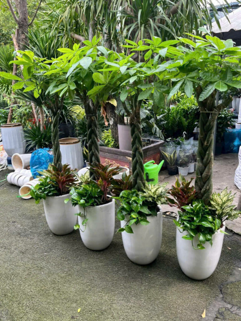 🔝 Cây Cảnh, Cây Xanh Quận 4 ở TPHCM – Chuyên Thi Công, Cung Cấp Cây Chậu, Cây Trường Học, Văn Phòng Khu vực giao cây xanh Vựa cây cảnh  Cây Xanh Cây cảnh Thành Thái 
