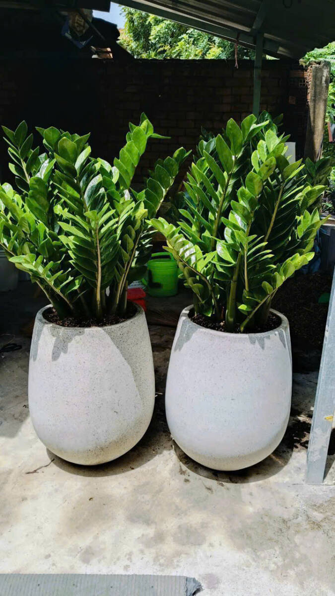 Top 10 loại cây phong thủy hợp với người mệnh Kim Cây xanh phong thuỷ Chăm sóc sen đá Dịch vụ cây xanh Hướng dẫn chăm sóc cây Khu vực giao cây xanh Kỹ thuật trồng cây Loài cây Loài hoa Thiết kế sân vườn Vựa cây cảnh  