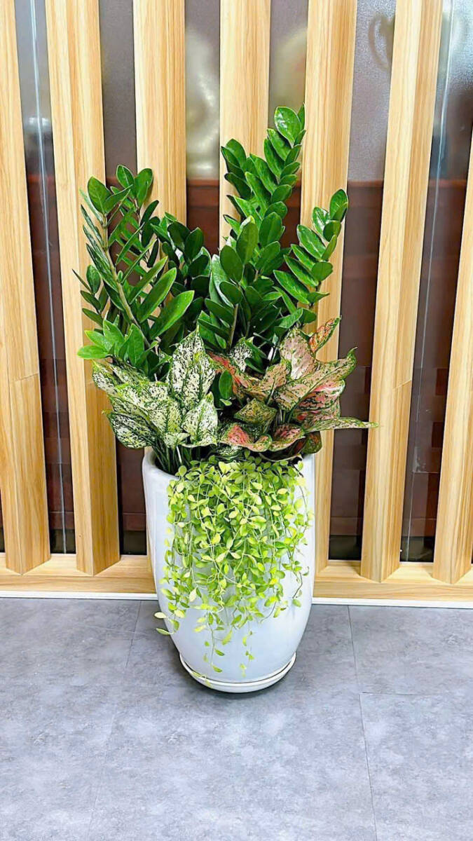 🌟 TOP 10 MẪU CHẬU CÂY TẶNG KHAI TRƯƠNG CHO ĐỐI TÁC – SANG TRỌNG & MAY MẮN Cây xanh phong thuỷ Dịch vụ cây xanh Hướng dẫn chăm sóc cây Khu vực giao cây xanh Loài cây Loài hoa Vựa cây cảnh 🌟 TOP 10 MẪU CHẬU CÂY TẶNG KHAI TRƯƠNG CHO ĐỐI TÁC – SANG TRỌNG & MAY MẮN Cây xanh phong thuỷ Dịch vụ cây xanh Hướng dẫn chăm sóc cây Khu vực giao cây xanh Loài cây Loài hoa Vựa cây cảnh