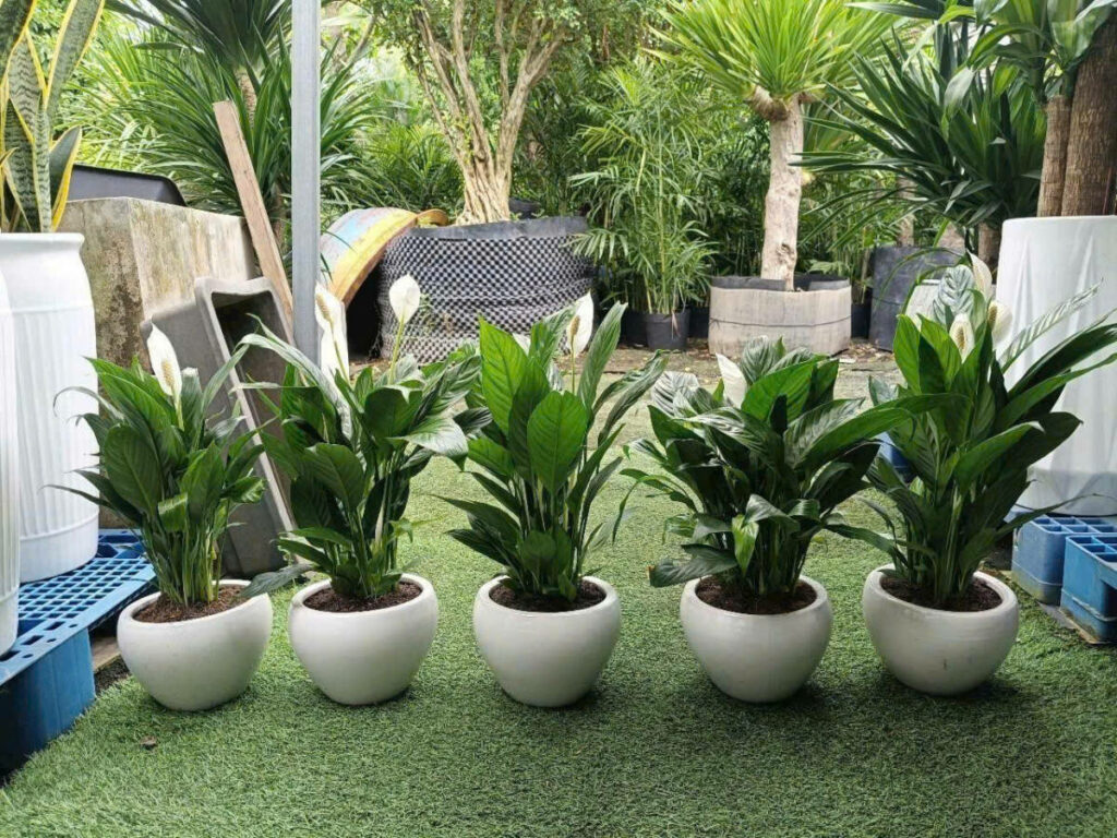 Top 6 Loại Cây Xanh Tặng Người Yêu Là Nữ – Vừa Xinh Xắn, Vừa Ý Nghĩa Cây xanh phong thuỷ Dịch vụ cây xanh Hướng dẫn chăm sóc cây Loài cây Loài hoa Vựa cây cảnh  