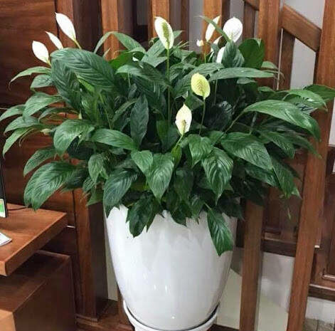 Top 10 loại cây phong thủy hợp với người mệnh Kim Cây xanh phong thuỷ Chăm sóc sen đá Dịch vụ cây xanh Hướng dẫn chăm sóc cây Khu vực giao cây xanh Kỹ thuật trồng cây Loài cây Loài hoa Thiết kế sân vườn Vựa cây cảnh  