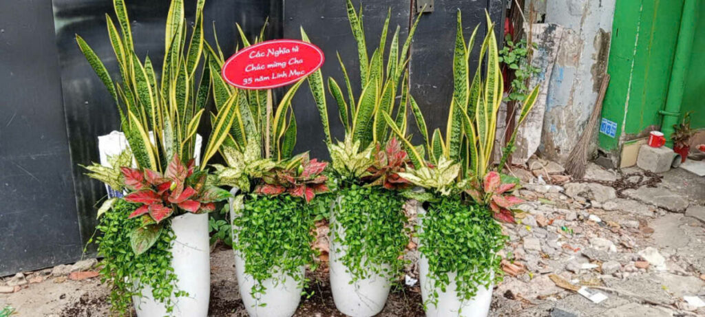 🔝 Cây Cảnh, Cây Xanh Quận 4 ở TPHCM – Chuyên Thi Công, Cung Cấp Cây Chậu, Cây Trường Học, Văn Phòng Khu vực giao cây xanh Vựa cây cảnh  Cây Xanh Cây cảnh Thành Thái 