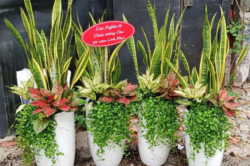 TOP 10 MẪU CHẬU CÂY TẶNG KHAI TRƯƠNG CHO ĐỐI TÁC – SANG TRỌNG & MAY MẮN Cây xanh phong thuỷ Dịch vụ cây xanh Hướng dẫn chăm sóc cây Khu vực giao cây xanh Loài cây Loài hoa Vựa cây cảnh  