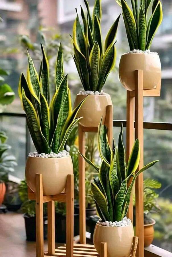 Cây Lưỡi Hổ Viền Vàng: Hợp Mệnh Gì? Cách Chăm Sóc Chi Tiết Cây xanh phong thuỷ Dịch vụ cây xanh Hướng dẫn chăm sóc cây Khu vực giao cây xanh Kỹ thuật trồng cây Loài cây Loài hoa Thi công công trình Thi công sân thượng Thiết kế sân vườn Vựa cây cảnh  