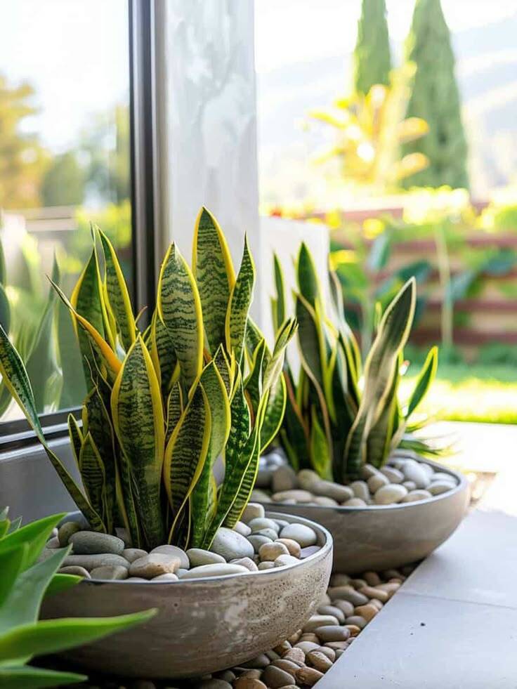 Cây Lưỡi Hổ Viền Vàng: Hợp Mệnh Gì? Cách Chăm Sóc Chi Tiết Cây xanh phong thuỷ Dịch vụ cây xanh Hướng dẫn chăm sóc cây Khu vực giao cây xanh Kỹ thuật trồng cây Loài cây Loài hoa Thi công công trình Thi công sân thượng Thiết kế sân vườn Vựa cây cảnh  