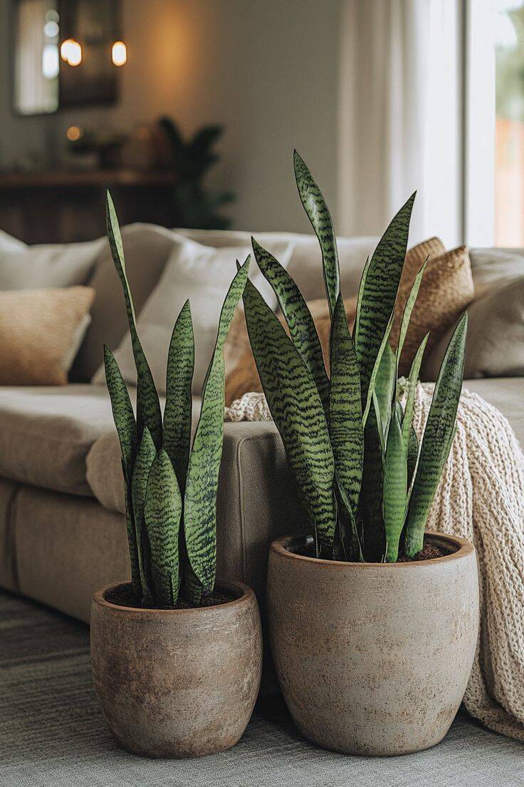 Cây Lưỡi Hổ Viền Vàng: Hợp Mệnh Gì? Cách Chăm Sóc Chi Tiết Cây xanh phong thuỷ Dịch vụ cây xanh Hướng dẫn chăm sóc cây Khu vực giao cây xanh Kỹ thuật trồng cây Loài cây Loài hoa Thi công công trình Thi công sân thượng Thiết kế sân vườn Vựa cây cảnh  