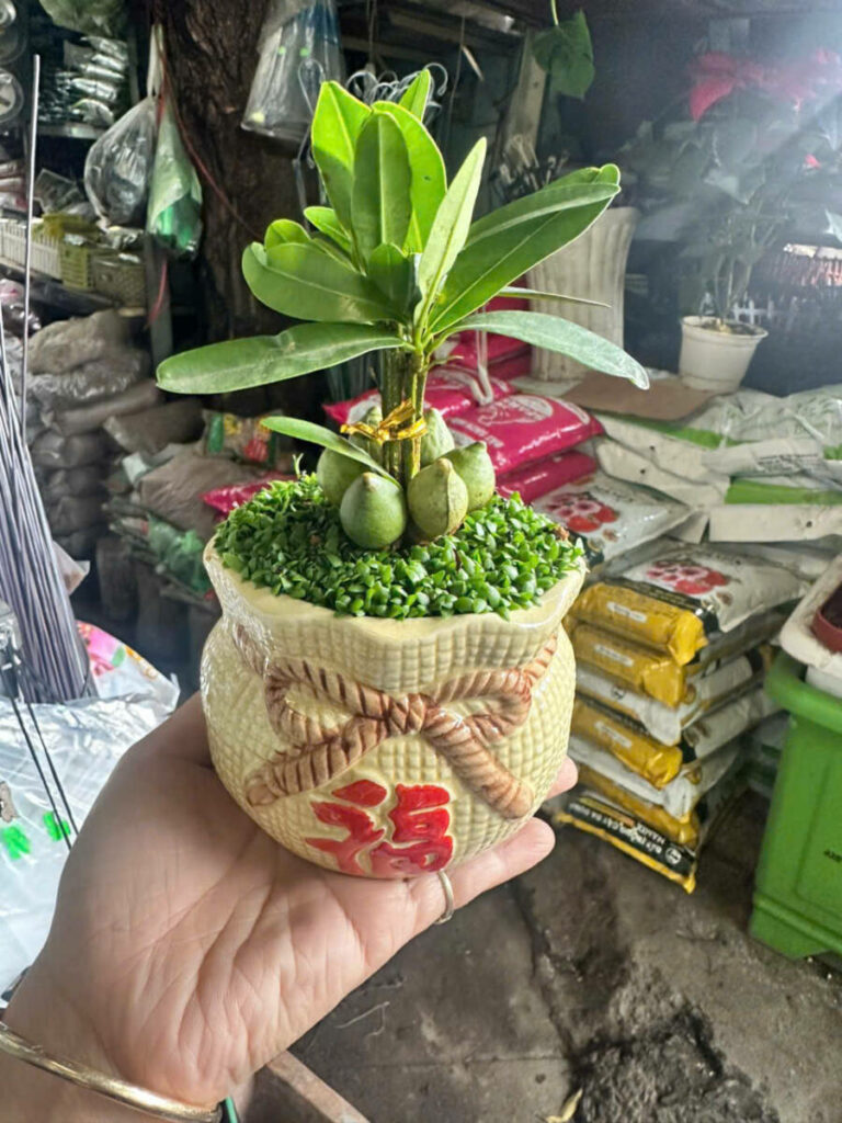Top 6 Loại Cây Xanh Tặng Người Yêu Là Nữ – Vừa Xinh Xắn, Vừa Ý Nghĩa Cây xanh phong thuỷ Dịch vụ cây xanh Hướng dẫn chăm sóc cây Loài cây Loài hoa Vựa cây cảnh  