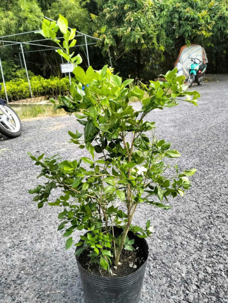 Dịch Vụ Cung Cấp Cây Xanh Công Trình Tại TPHCM: Giải Pháp Toàn Diện Cho Mọi Dự Án Dịch vụ cây xanh Dịch vụ trồng cỏ Kỹ thuật trồng cây Thi công công trình Thi công sân thượng Thiết kế ban công Thiết kế cảnh quan Thiết kế cảnh quan sân vườn Thiết kế sân vườn Vựa cây cảnh  