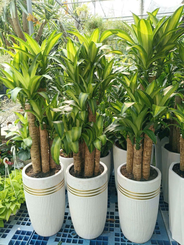 TOP 10 MẪU CHẬU CÂY TẶNG KHAI TRƯƠNG CHO ĐỐI TÁC – SANG TRỌNG & MAY MẮN Cây xanh phong thuỷ Dịch vụ cây xanh Hướng dẫn chăm sóc cây Khu vực giao cây xanh Loài cây Loài hoa Vựa cây cảnh  