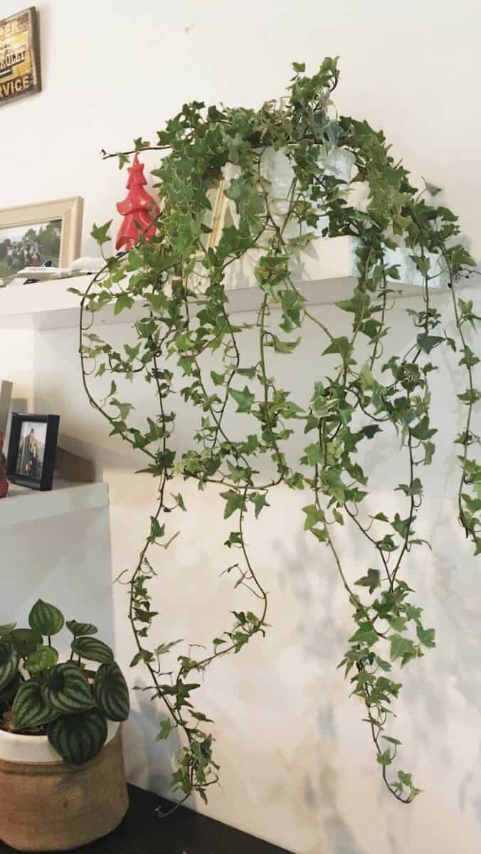 Cây Thường Xuân Trang Trí Văn Phòng – Lá Xanh Tăng Năng Lượng, Giảm Căng Thẳng Cây không khí Cây xanh phong thuỷ Dịch vụ cây xanh Hướng dẫn chăm sóc cây Khu vực giao cây xanh Kỹ thuật trồng cây Loài cây Loài hoa Thi công công trình Thi công sân thượng Thiết kế ban công Thiết kế cảnh quan Thiết kế cảnh quan sân vườn Thiết kế sân vườn Vựa cây cảnh  