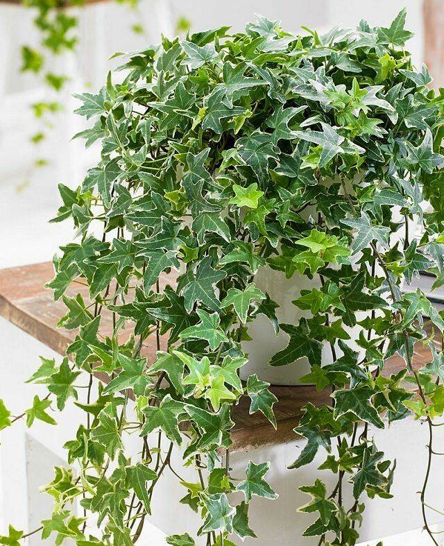 Cây Thường Xuân – Lựa Chọn Hoàn Hảo Decor Ban Công Xanh Mát Cây không khí Cây xanh phong thuỷ Dịch vụ cây xanh Hướng dẫn chăm sóc cây Khu vực giao cây xanh Kỹ thuật trồng cây Loài cây Loài hoa Thi công công trình Thi công sân thượng Thiết kế cảnh quan Thiết kế cảnh quan sân vườn Thiết kế sân vườn Vựa cây cảnh Cây Thường Xuân – Lựa Chọn Hoàn Hảo Decor Ban Công Xanh Mát Cây không khí Cây xanh phong thuỷ Dịch vụ cây xanh Hướng dẫn chăm sóc cây Khu vực giao cây xanh Kỹ thuật trồng cây Loài cây Loài hoa Thi công công trình Thi công sân thượng Thiết kế cảnh quan Thiết kế cảnh quan sân vườn Thiết kế sân vườn Vựa cây cảnh