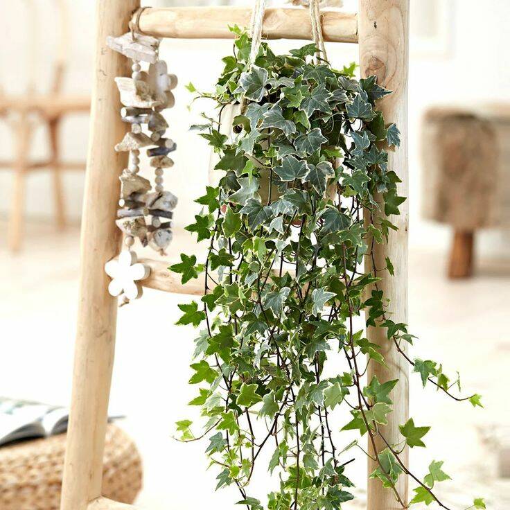 Cây Thường Xuân Trong Thiết Kế Nội Thất: Vẻ Đẹp Tự Nhiên & Đa Dụng Cây không khí Cây xanh phong thuỷ Dịch vụ cây xanh Hướng dẫn chăm sóc cây Khu vực giao cây xanh Kỹ thuật trồng cây Loài cây Loài hoa Thi công công trình Thi công sân thượng Thiết kế ban công Thiết kế cảnh quan Thiết kế cảnh quan sân vườn Thiết kế sân vườn Vựa cây cảnh  