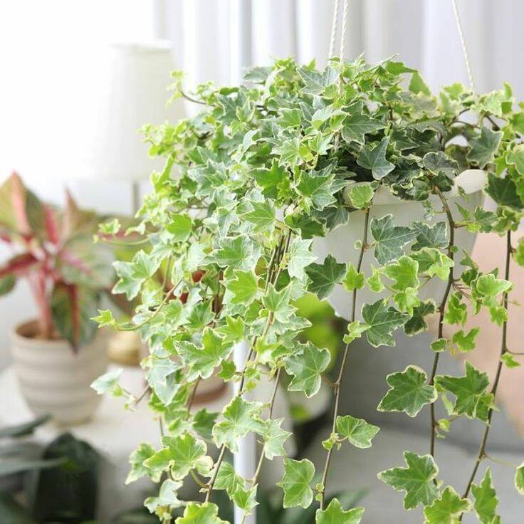 Cây Thường Xuân Trong Thiết Kế Nội Thất: Vẻ Đẹp Tự Nhiên & Đa Dụng Cây không khí Cây xanh phong thuỷ Dịch vụ cây xanh Hướng dẫn chăm sóc cây Khu vực giao cây xanh Kỹ thuật trồng cây Loài cây Loài hoa Thi công công trình Thi công sân thượng Thiết kế ban công Thiết kế cảnh quan Thiết kế cảnh quan sân vườn Thiết kế sân vườn Vựa cây cảnh  