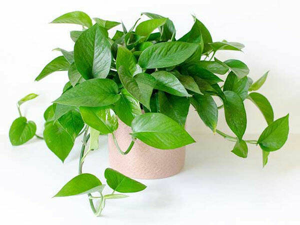 Top 6 Loại Cây Xanh Tặng Cho Người Yêu Là Nam – Ý Nghĩa, Nam Tính Và Dễ Chăm Cây xanh phong thuỷ Dịch vụ cây xanh Khu vực giao cây xanh Kỹ thuật trồng cây Loài cây Loài hoa Thiết kế sân vườn Vựa cây cảnh  