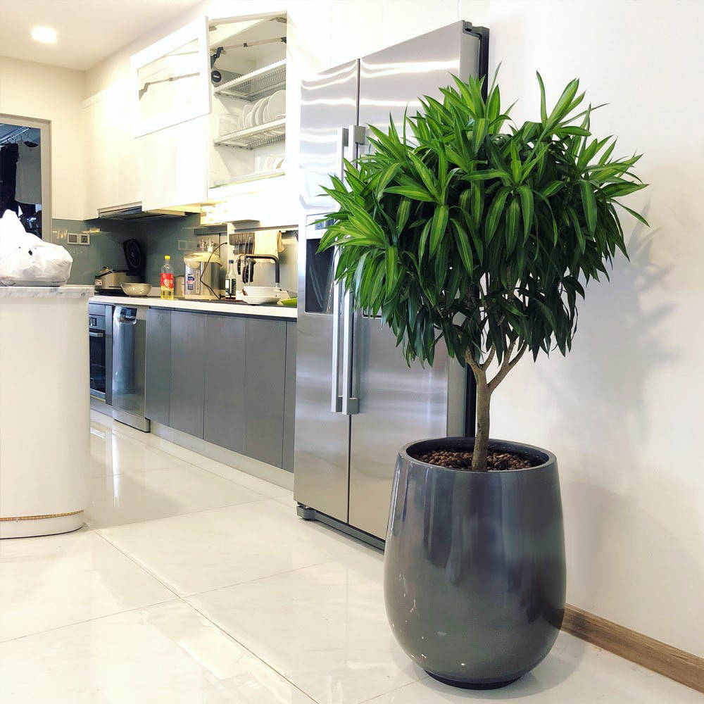 TOP 10 MẪU CHẬU CÂY TẶNG KHAI TRƯƠNG CHO ĐỐI TÁC – SANG TRỌNG & MAY MẮN Cây xanh phong thuỷ Dịch vụ cây xanh Hướng dẫn chăm sóc cây Khu vực giao cây xanh Loài cây Loài hoa Vựa cây cảnh  