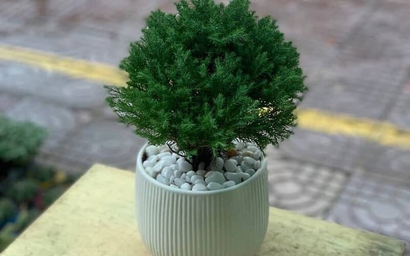 Top 10 Cây Phong Thủy Hợp Với Người Mệnh Mộc Cây xanh phong thuỷ Dịch vụ cây xanh Hướng dẫn chăm sóc cây Khu vực giao cây xanh Kỹ thuật trồng cây Loài cây Loài hoa Vựa cây cảnh  