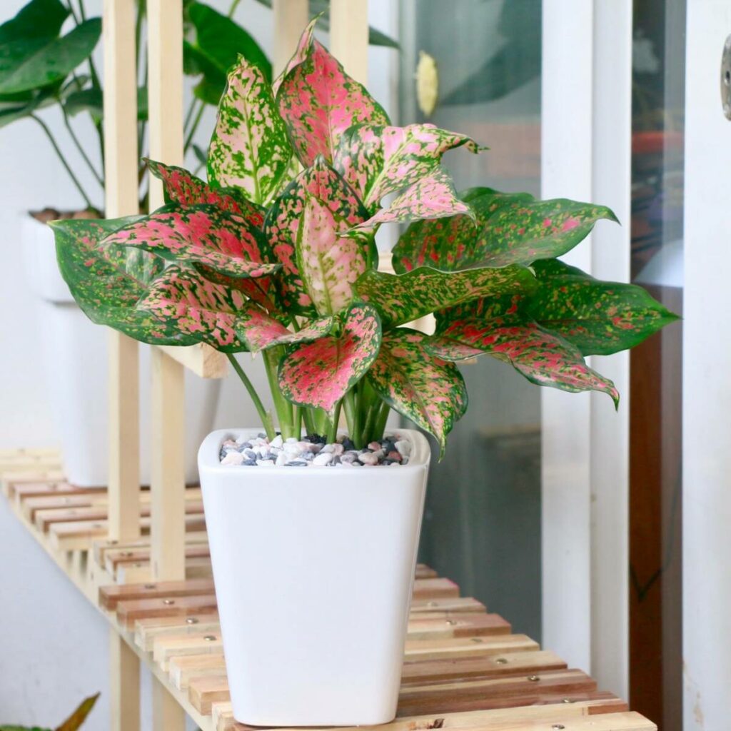 TOP 10 MẪU CHẬU CÂY TẶNG KHAI TRƯƠNG CHO ĐỐI TÁC – SANG TRỌNG & MAY MẮN Cây xanh phong thuỷ Dịch vụ cây xanh Hướng dẫn chăm sóc cây Khu vực giao cây xanh Loài cây Loài hoa Vựa cây cảnh  
