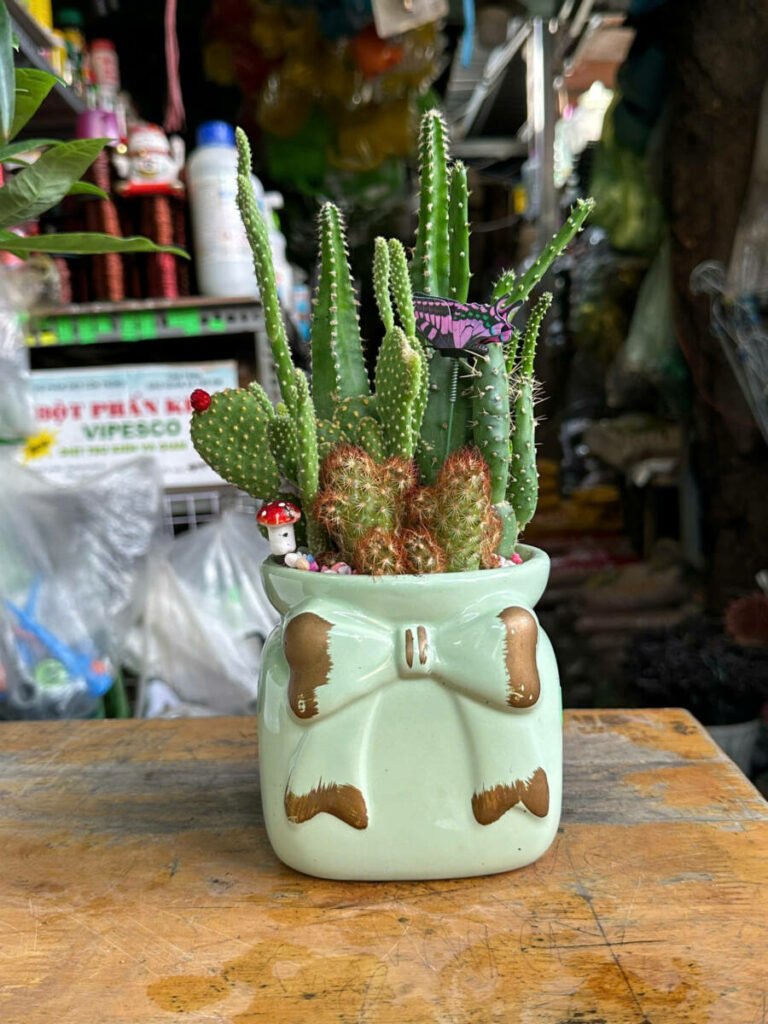 Top 6 Loại Cây Xanh Tặng Người Yêu Là Nữ – Vừa Xinh Xắn, Vừa Ý Nghĩa Cây xanh phong thuỷ Dịch vụ cây xanh Hướng dẫn chăm sóc cây Loài cây Loài hoa Vựa cây cảnh  