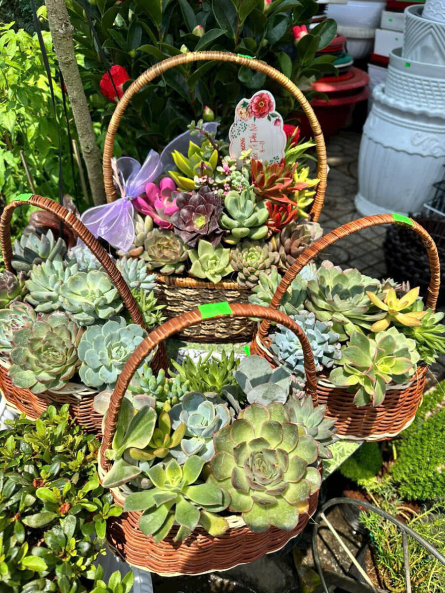 🌿 Top 8 Loại Cây Xanh Tặng Mẹ Ý Nghĩa Nhất Cây xanh phong thuỷ Dịch vụ cây xanh Khu vực giao cây xanh Loài cây Loài hoa Vựa cây cảnh 🌿 Top 8 Loại Cây Xanh Tặng Mẹ Ý Nghĩa Nhất Cây xanh phong thuỷ Dịch vụ cây xanh Khu vực giao cây xanh Loài cây Loài hoa Vựa cây cảnh