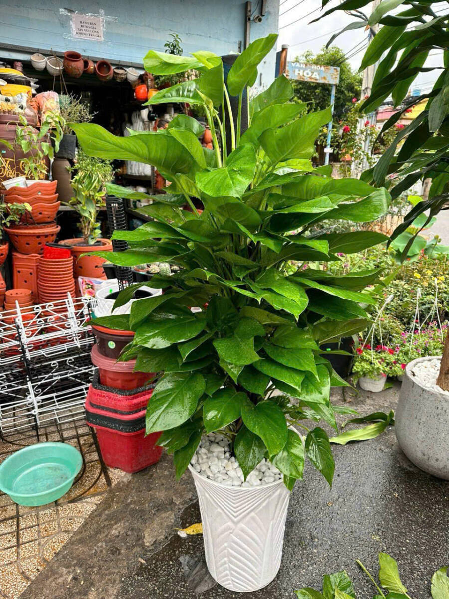 🌿 Top 10 Cây Phong Thủy Hợp Với Người Mệnh Mộc Cây xanh phong thuỷ Dịch vụ cây xanh Hướng dẫn chăm sóc cây Khu vực giao cây xanh Kỹ thuật trồng cây Loài cây Loài hoa Vựa cây cảnh 🌿 Top 10 Cây Phong Thủy Hợp Với Người Mệnh Mộc Cây xanh phong thuỷ Dịch vụ cây xanh Hướng dẫn chăm sóc cây Khu vực giao cây xanh Kỹ thuật trồng cây Loài cây Loài hoa Vựa cây cảnh