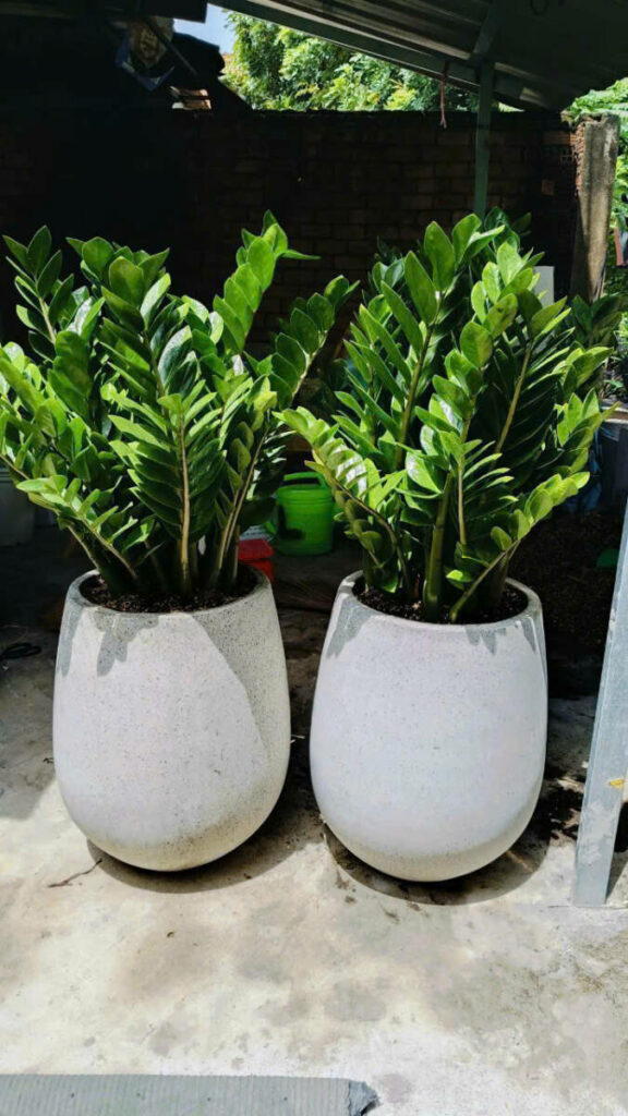 🔝 Cây Cảnh, Cây Xanh Quận 4 ở TPHCM – Chuyên Thi Công, Cung Cấp Cây Chậu, Cây Trường Học, Văn Phòng Khu vực giao cây xanh Vựa cây cảnh  Cây Xanh Cây cảnh Thành Thái 