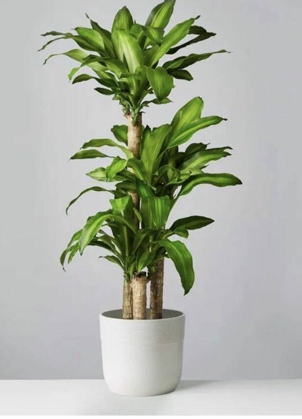 Cây Xanh Tặng Khai Trương – Món Quà Gửi Gắm Tài Lộc & May Mắn Cây xanh phong thuỷ Dịch vụ cây xanh Hướng dẫn chăm sóc cây Khu vực giao cây xanh Kỹ thuật trồng cây Loài cây Loài hoa Thi công công trình Thi công sân thượng Thiết kế ban công Thiết kế cảnh quan Thiết kế cảnh quan sân vườn Thiết kế sân vườn Video trồng cây xanh Vựa cây cảnh  